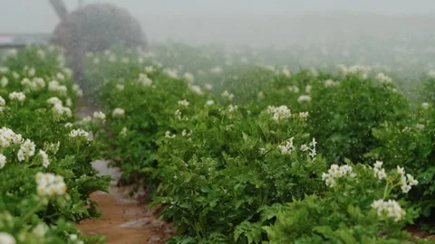 Raindrops on Blooming Potato Bush Stock Footage 319467386