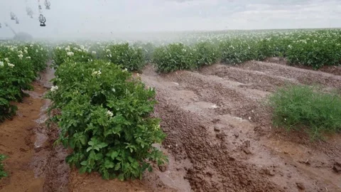 Raindrops on Blooming Potato Bush Stock Footage 319467546