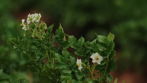 Raindrops on Blooming Potato Bush Stock Footage 319467555