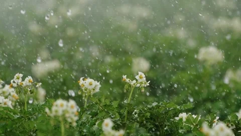 Raindrops on Blooming Potato Bush Stock Footage 319467597