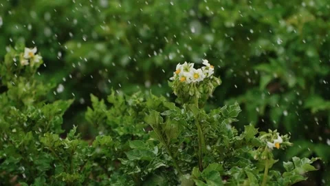 Raindrops on Blooming Potato Bush Stock Footage 319467682