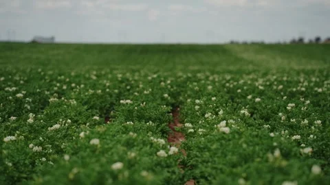 Raindrops on Blooming Potato Bush Stock Footage 319467698