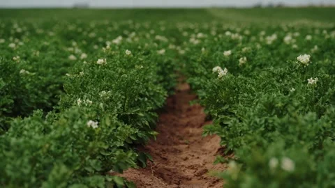 Raindrops on Blooming Potato Bush Stock Footage 319467922