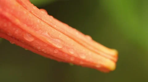 Raindrops on a blooming tiger lilies. Macro Stock Footage 65408101