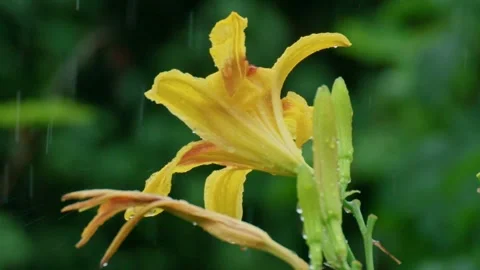 Raindrops on blooming yellow lily during summer rainfall Stock Footage 332464735
