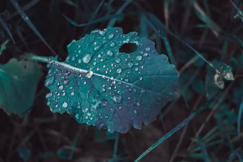 Raindrops on a blue leaf. an exotic leaf close up covered with raindrop Stock Photos