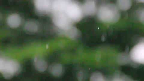 Raindrops on blurred sways leaves background Stock Footage 297237243