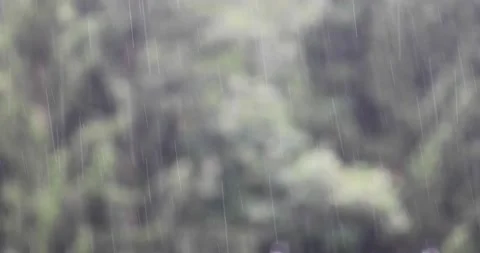 Raindrops on blurry forest background Stock Footage 231899797