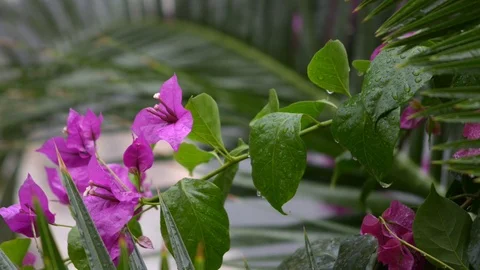 Raindrops on the bougainvillea Stock Footage 97815540