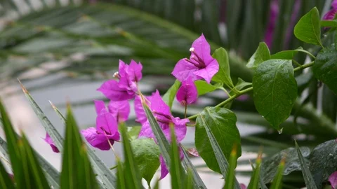 Raindrops on the bougainvillea Stock Footage 97824259
