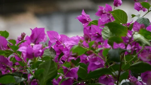 Raindrops on the bougainvillea Video stock 97825521