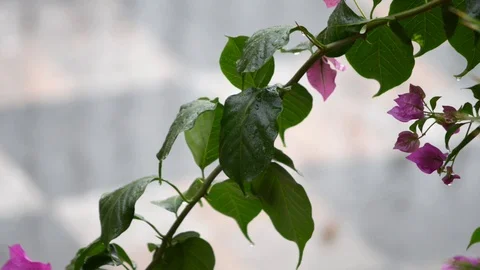 Raindrops on the bougainvillea while it rains copiously Stock Footage 97824059