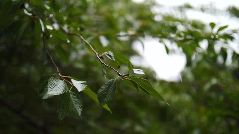 Raindrops bouncing off tree leaves in slow motion Stock Footage 205956244