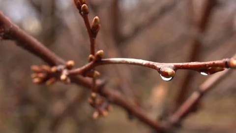 Raindrops on a branch of a cherry tree Video stock 73954158