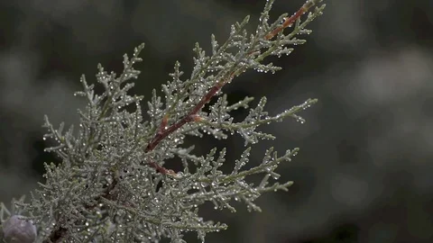 Raindrops on a branch of conifer Vídeo Stock 77446311