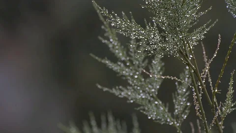 Raindrops on a branch of conifer. tilt Stock Footage 77446293