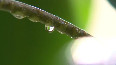 Raindrops on branch, reflecting in the sun 스톡 동영상 125397114