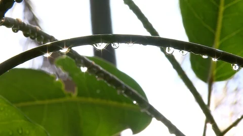 Raindrops on branch, reflecting in the sun Video stock 125397152