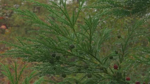 Raindrops on branches of fir tree Stock Footage 255612173