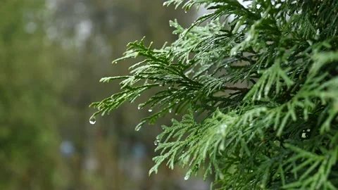 Raindrops on the branches Stock Footage 190376808
