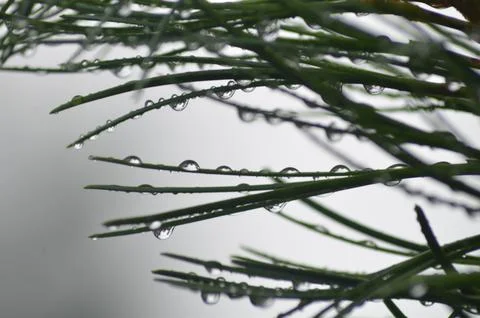 Raindrops on branches. Stock Photos