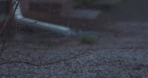Raindrops on Branches as Rain Pours into a Drainspout in the Background Stock Footage 104267341