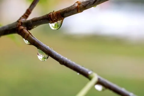 Raindrops on the branches of a tree close up Stock Photos