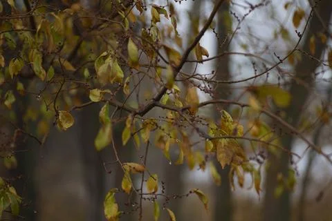 Raindrops on the branches of a tree Stock Photos
