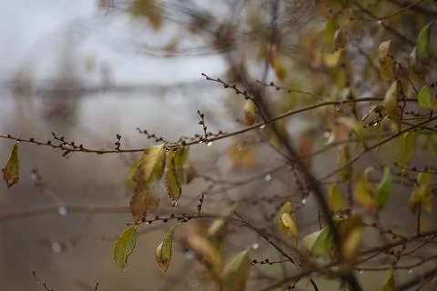 Raindrops on the branches of a tree Stock Photos