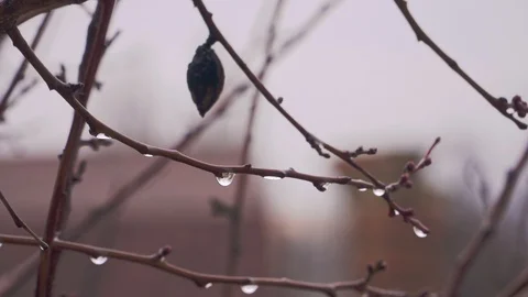 Raindrops on branches without leaves Stock Footage 104064022