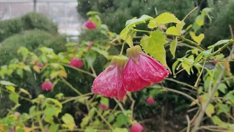 Raindrops on Brazil Abutilon Buds: Slow Motion 4K Horizontal Stock Footage 330010707