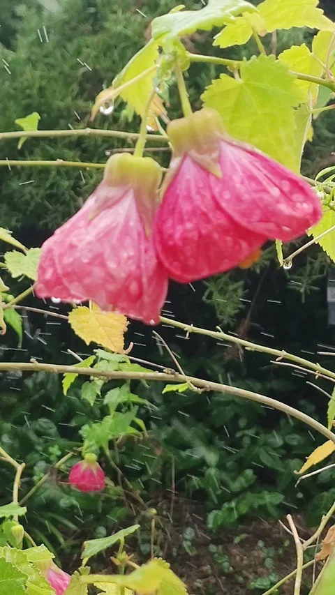 Raindrops on Brazil Abutilon Buds: Slow Motion 4K Vertical Stock Footage 330010742