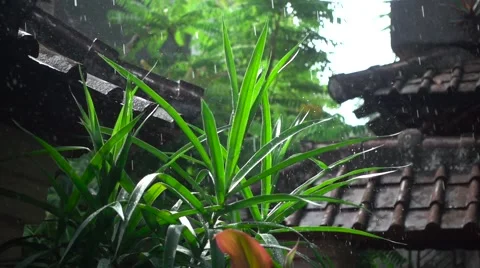 Raindrops Breaking on Leaves of Plants. Slow Motion Stock Footage 67237084