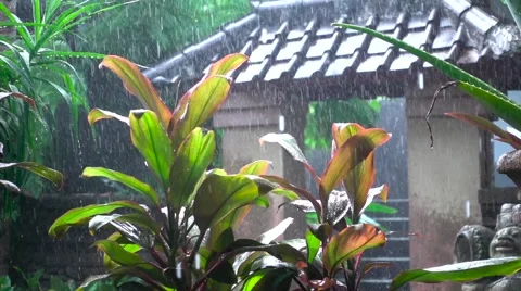 Raindrops Breaking on Leaves of Plants. Slow Motion Stock Footage 67237707