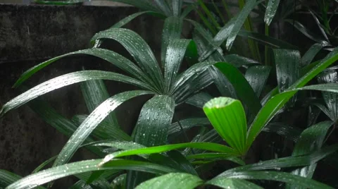 Raindrops Breaking on Leaves of Plants. Slow Motion Stock Footage 67237723