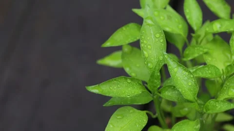 Raindrops on bright green chilli plant leaves Stock Footage 280170224
