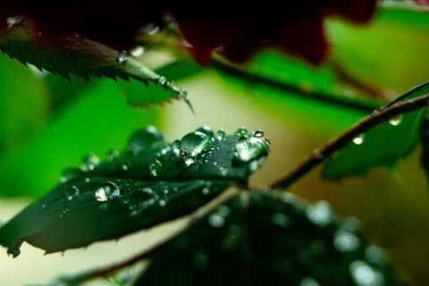 Raindrops on a bright green leaf of a wild rose Stock Photos