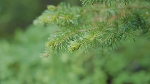 Raindrops  on bright green pine branches 스톡 동영상 268154671