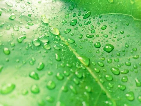 Raindrops on Broad Green Leaf Close Up Stock Photos