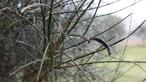 Raindrops on a broom 스톡 동영상 164888334