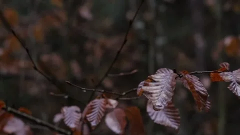 Raindrops on brown leaves of a tree in close-up during a rainy spring day. Stock Footage 237163862