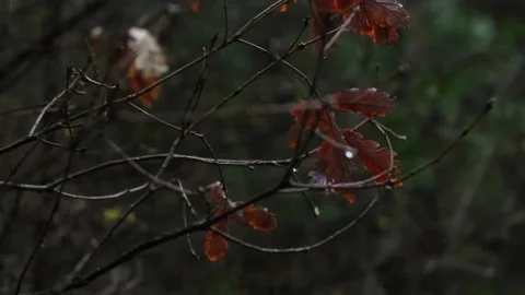 Raindrops on brown leaves of a tree in close-up during a rainy spring day. Stock Footage 237719350