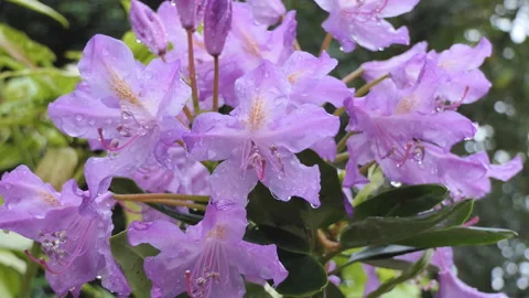 Raindrops on a bunch of purple flowers. Stock Footage 125950491