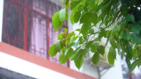 Raindrops Cascading Down Lush Green Leaves During a Heavy Tropical Downpour Stock Footage 341914564