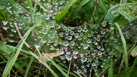 Raindrops Caught on Spider Web Macro Nature Video Stock Footage 345370360