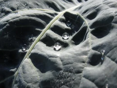 Raindrops on cauliflower leaf in the field . Transparent water drops closeup Stock Photos