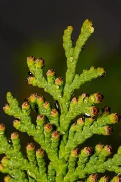 Raindrops on Cedar Green Leaves Macro Nature Background Stock Photos