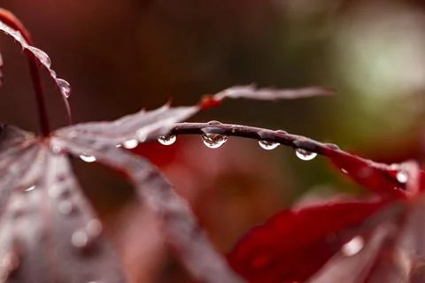 Raindrops change the view Stock Photos