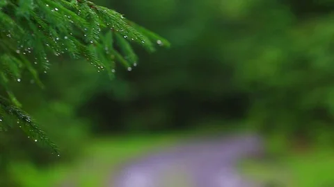 Raindrops on the Christmas tree Video stock 80016050