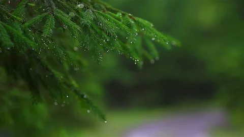 Raindrops on the Christmas tree Video stock 80020094